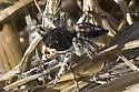 Habronattus tarsalis - photo 2