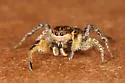 Habronattus tarsalis - photo 3
