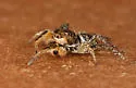 Habronattus tarsalis - photo 4