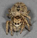 Habronattus tarsalis - photo 5