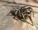 Habronattus texanus