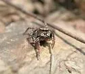 Habronattus texanus - photo 2