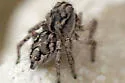 Habronattus texanus - photo 3