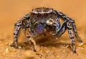 Habronattus texanus - photo 4