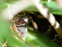 Habronattus texanus - photo 5
