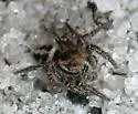 Habronattus trimaculatus