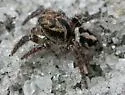 Habronattus trimaculatus - photo 2