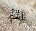 Habronattus trimaculatus - photo 3