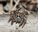 Habronattus trimaculatus - photo 4