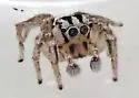 Habronattus trimaculatus - photo 5