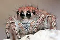 Habronattus ustulatus