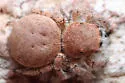 Habronattus ustulatus - photo 2