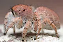 Habronattus ustulatus - photo 3