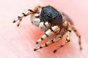 Habronattus ustulatus - photo 4