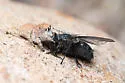 Habronattus ustulatus - photo 5