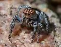 Habronattus venatoris