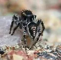 Habronattus venatoris - photo 2