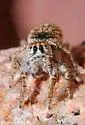 Habronattus venatoris - photo 3
