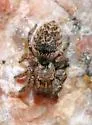 Habronattus venatoris - photo 4