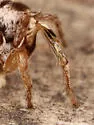 Habronattus virgulatus - photo 2