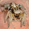 Habronattus virgulatus - photo 3