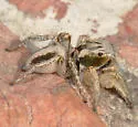 Habronattus virgulatus - photo 4