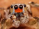 Habronattus virgulatus - photo 5