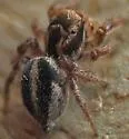 Habronattus viridipes