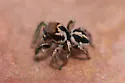 Habronattus viridipes - photo 2