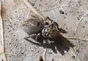 Habronattus viridipes - photo 3
