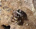 Habronattus viridipes - photo 4