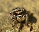 Habronattus viridipes - photo 5