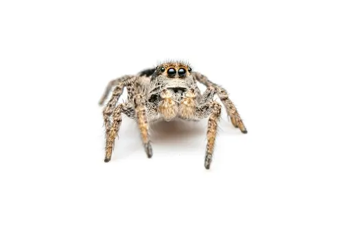 Habronattus waughi