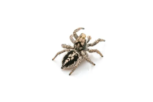 Habronattus waughi - photo 4
