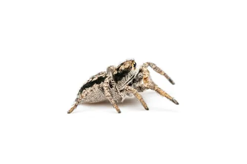 Habronattus waughi - photo 5