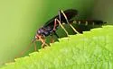 Habronyx magniceps - photo 3