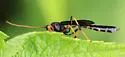 Habronyx magniceps - photo 4