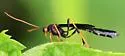 Habronyx magniceps - photo 5