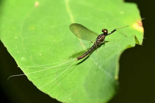 Habrophlebia vibrans