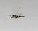 Habrophlebiodes americana