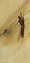 Habrophlebiodes americana - photo 3