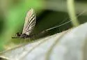 Habrophlebiodes americana - photo 4