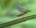 Habrophlebiodes americana - photo 5