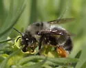 Habropoda cineraria