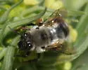 Habropoda cineraria - photo 2