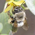 Habropoda cineraria - photo 3