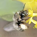 Habropoda cineraria - photo 4