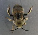 Habropoda cineraria - photo 5