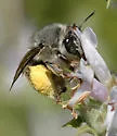 Habropoda depressa