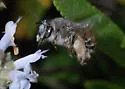 Habropoda depressa - photo 2